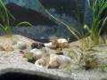 videos de Similis aquarium