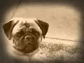 Planet Mops - Rettet den Mops! Planet Mops - Rettet den Mops!