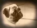 Planet Mops - Rettet den Mops!