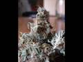 Marihuana Himalaya Gold y Chronic