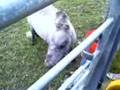 Family's shetland pony's part 1