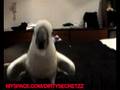 Dirty Funkin Bird!