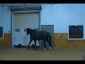 Solstice Playing in the Arena.MP4