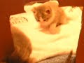 kittens again kittens again