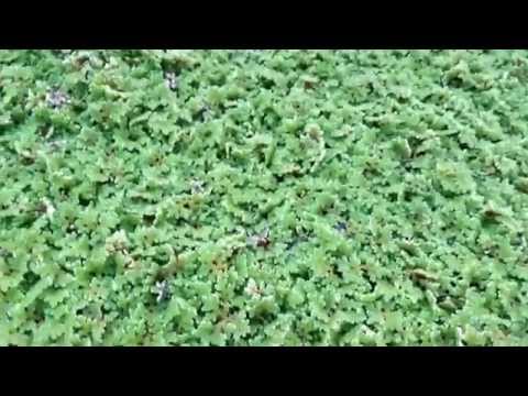 how to harvest azolla