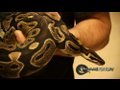 SnakeBytesTV-Snake Disaster