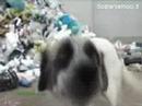 Guarda il video