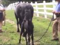 Wikke (Friesian colt, Heinse x Wander) at 9 days old