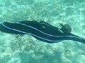 yoga anatomy - Fish pose (lotus) swimming by Simon Borg-Olivier and Christopher Morey