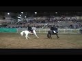Acierto and Amistad SL perform to Elvis at the 2008 Stallion Expo