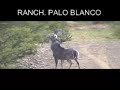 RANCHO PALO BLANCO