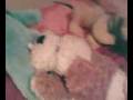 videos de teddy bears picnic