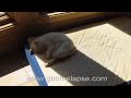 Cat nap Cat nap