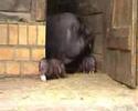 Tutorials für Hängebauchschweine, Berliner Tierpark,