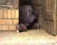 Tutorials für Hängebauchschweine, Berliner Tierpark,
