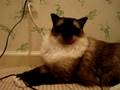 Caymus, Ragdoll Cat, Sitting Pretty