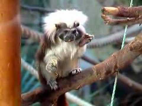 Cotton Top Tamarin Monkey Feeding at ...