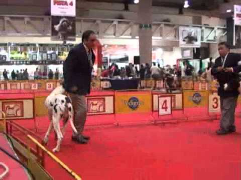 gran danes