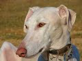 Neka - the most beautiful galga Neka - the most beautiful galga