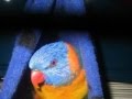 Feathered friends