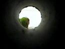 lovebird pummels a tissue lovebird pummels a tissue