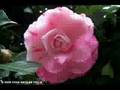 Camelias