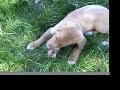 Brio the puppy eating a raw chicken back