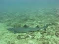Scuba diving with white tip reef shark off Mombasa, Kenya