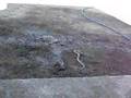 SNAKES IN COSTA RICA