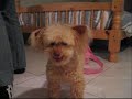 Petit caniche, peluche pour vieux Petit caniche, peluche pour vieux