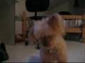 Clip Didier Super Petit Caniche, Peluche Pour Vi