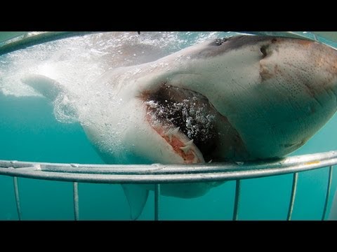 Cape Town - Shark Cage Diving in Cape Town. Great White Shark bites cage only inches from divers when trying to bite the bait. One of many special clips generated by our...