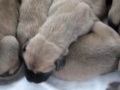 Puppies 3 
