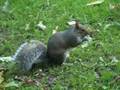 In parc - veverite
