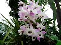Orqu�dea - olho-de-boneca (Dendrobium)