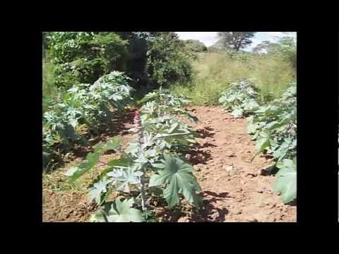 castor beans