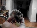 Chip Eating