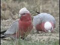 Galahs or Rose-breasted Cockatoos feeding in the wild
