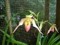 Phragmipedium Orchid Care Made Easy Phragmipedium Orchid Care Made Easy