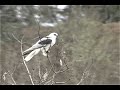 White-tailed Kite