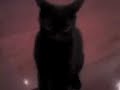 gato nervoso