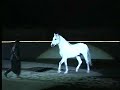 Acierto PRE Stallion 12 Years Old