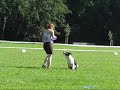 Moony - Freestyle Frisbee Stromovka 2008, young dogs Moony - Freestyle Frisbee Stromovka 2008, young dogs