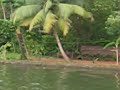 Video at Kumarakom 1