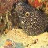 Spoted Eel