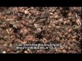 ロマーノ・レヴィ, Romano Levi Grappa