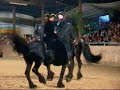 Beautiful dancing Friesian Stallions in Germany