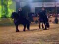 Beautiful dancing Friesian Stallions in Germany