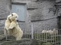 Adorable Twin Baby Polar Bears playfully fighting, ViennaZoo