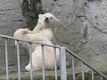 Adorable Twin Baby Polar Bears playfully fighting, ViennaZoo